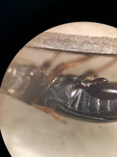 Calathus sp.